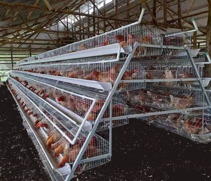 (FRAIS DE TRASNPORT NON INCLU ) Cages de poules pondeuses cages d'élevage